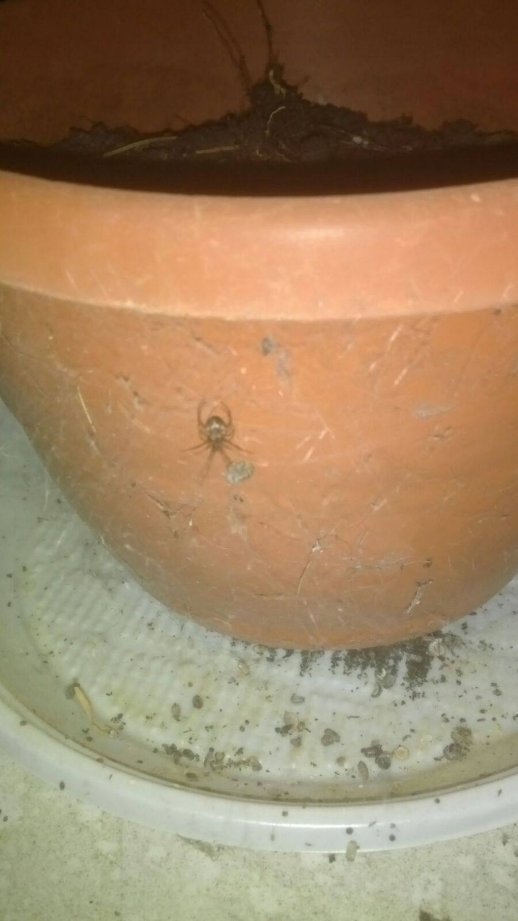 Vedova nera europea?  No, Steatoda sp.