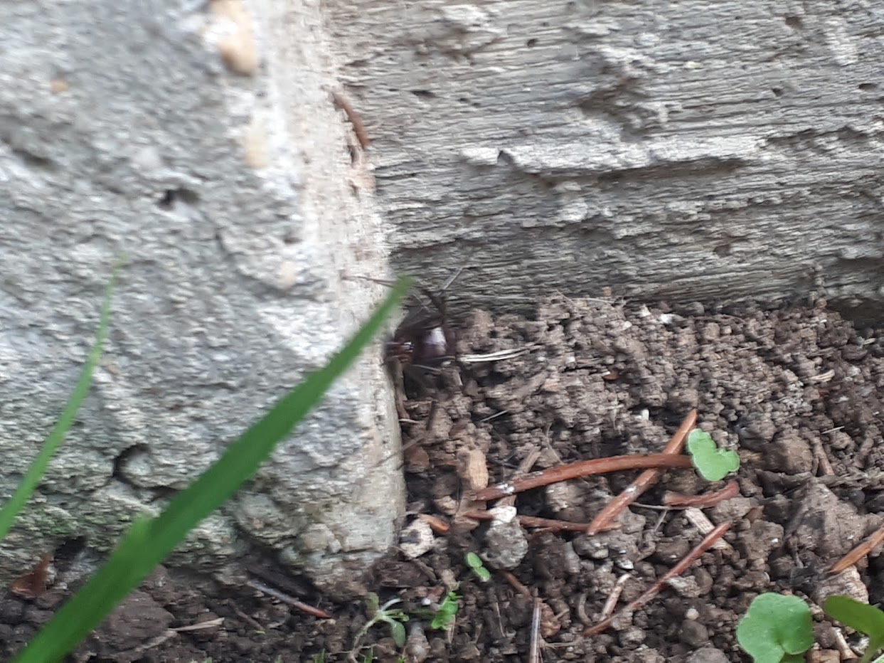 Sapete dirmi di cosa si tratta?      Steatoda grossa