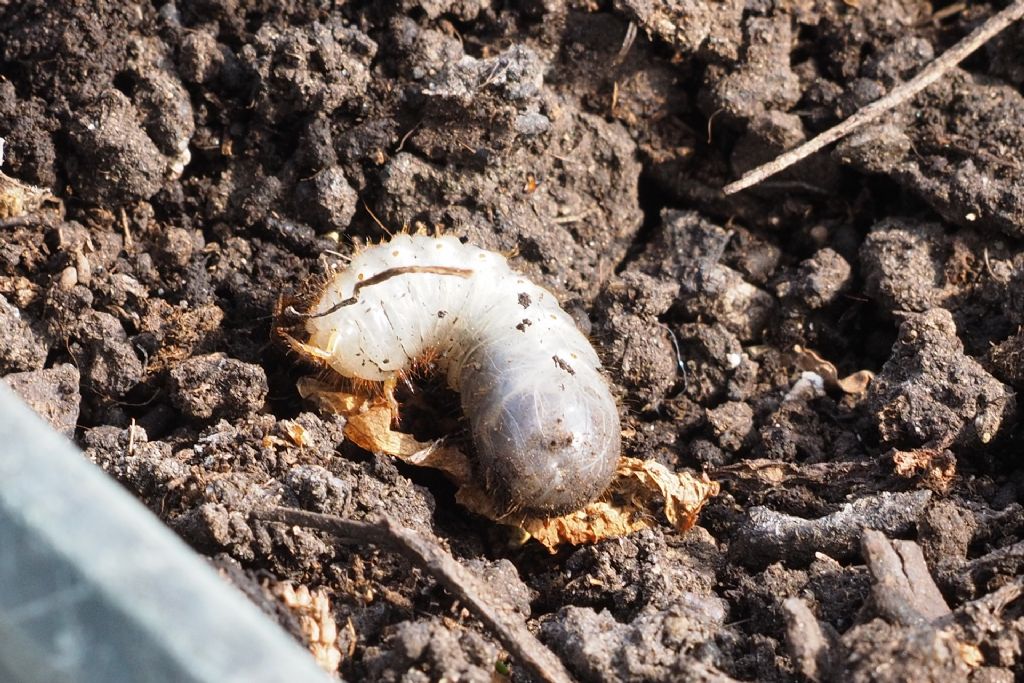 Larva da identificare