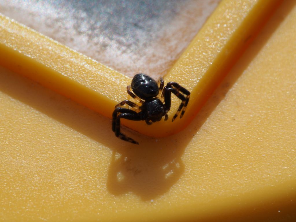 Synema globosum, maschio - Villarbasse (TO)