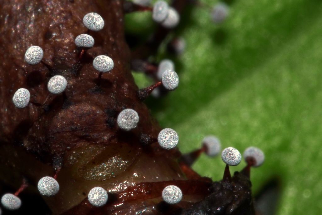 Mixomicete (?) da identificare