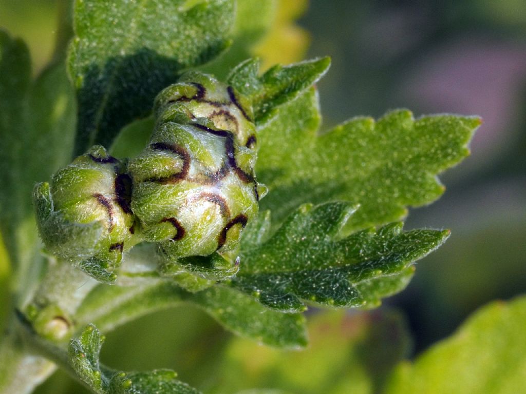 Nascita di un petalo