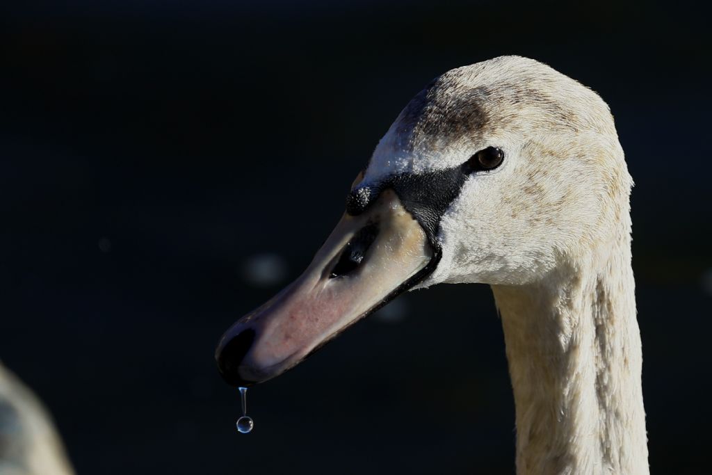 Quale cigno? immaturo di Cigno reale (Cygnus olor)