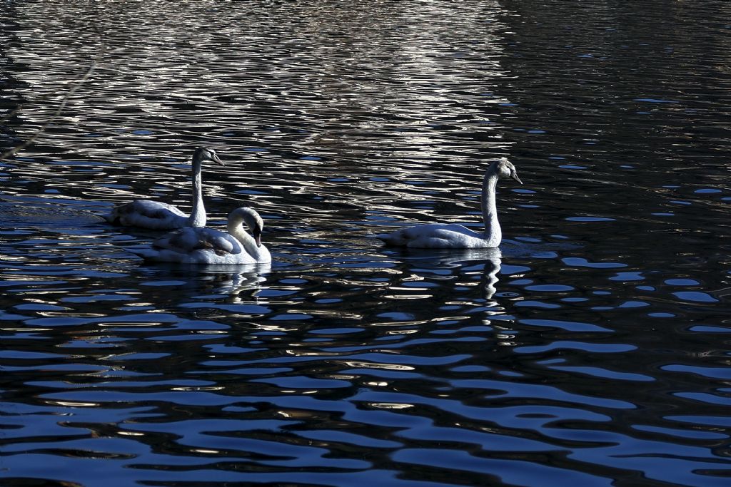 Quale cigno? immaturo di Cigno reale (Cygnus olor)