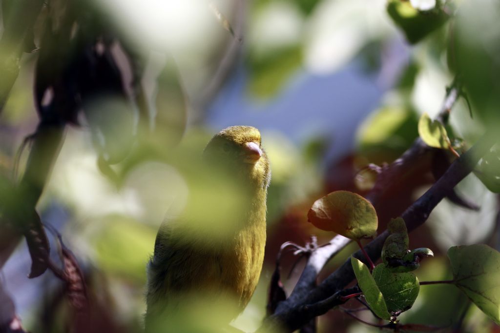 Verdone  (Chloris chloris)