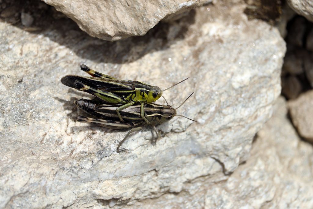 Arcyptera fusca in accoppiamento