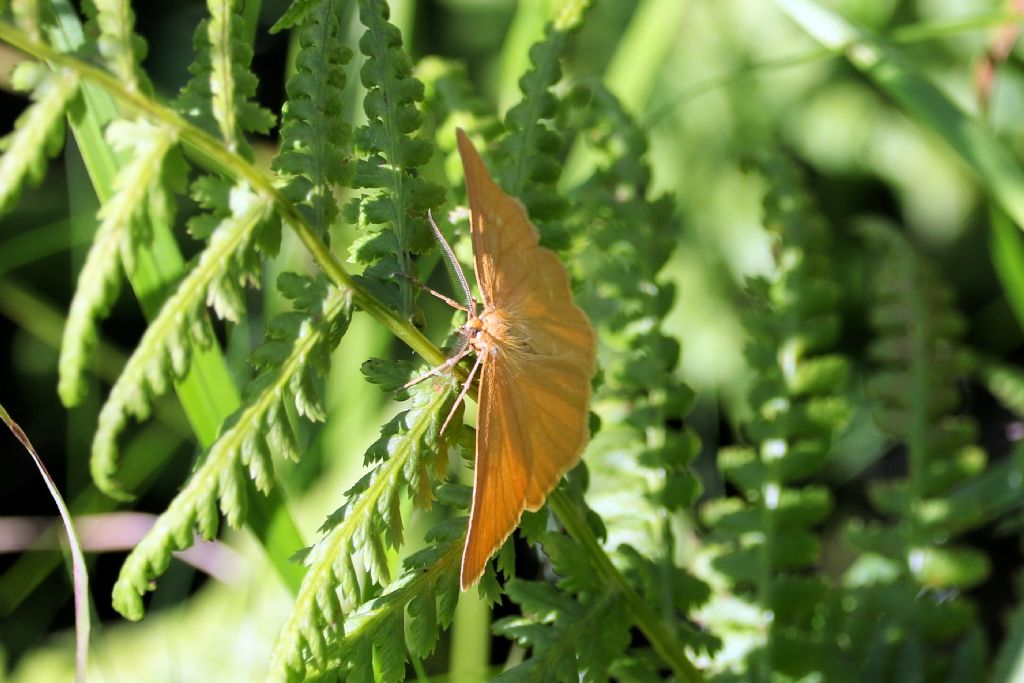 Crocota tinctaria  (Geometridae)