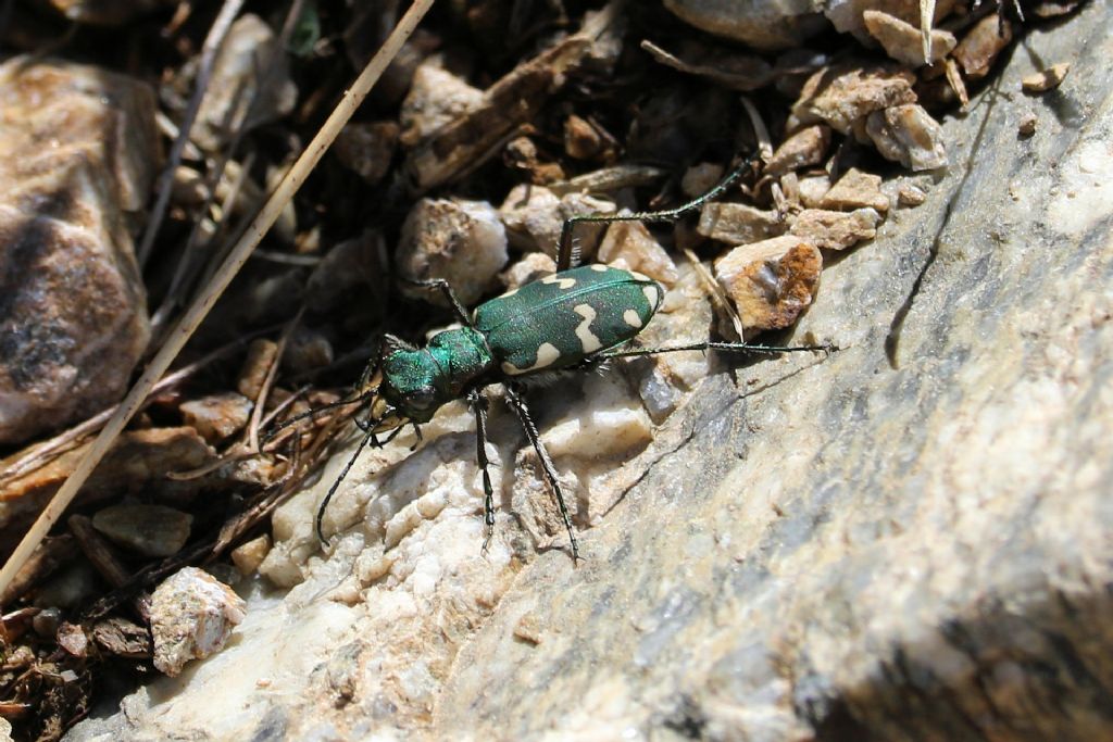 Carabidae: Cicindela gallica (Cicindelinae)