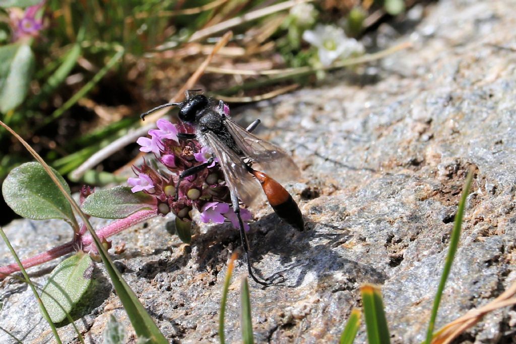 Sfecidae: Ammophila sabulosa?   No, cfr. Podalonia sp.