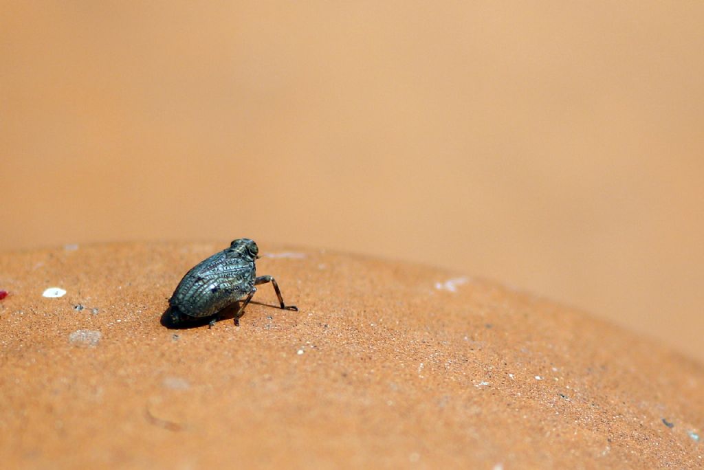 Aiuto identificazione : Issus coleoptratus