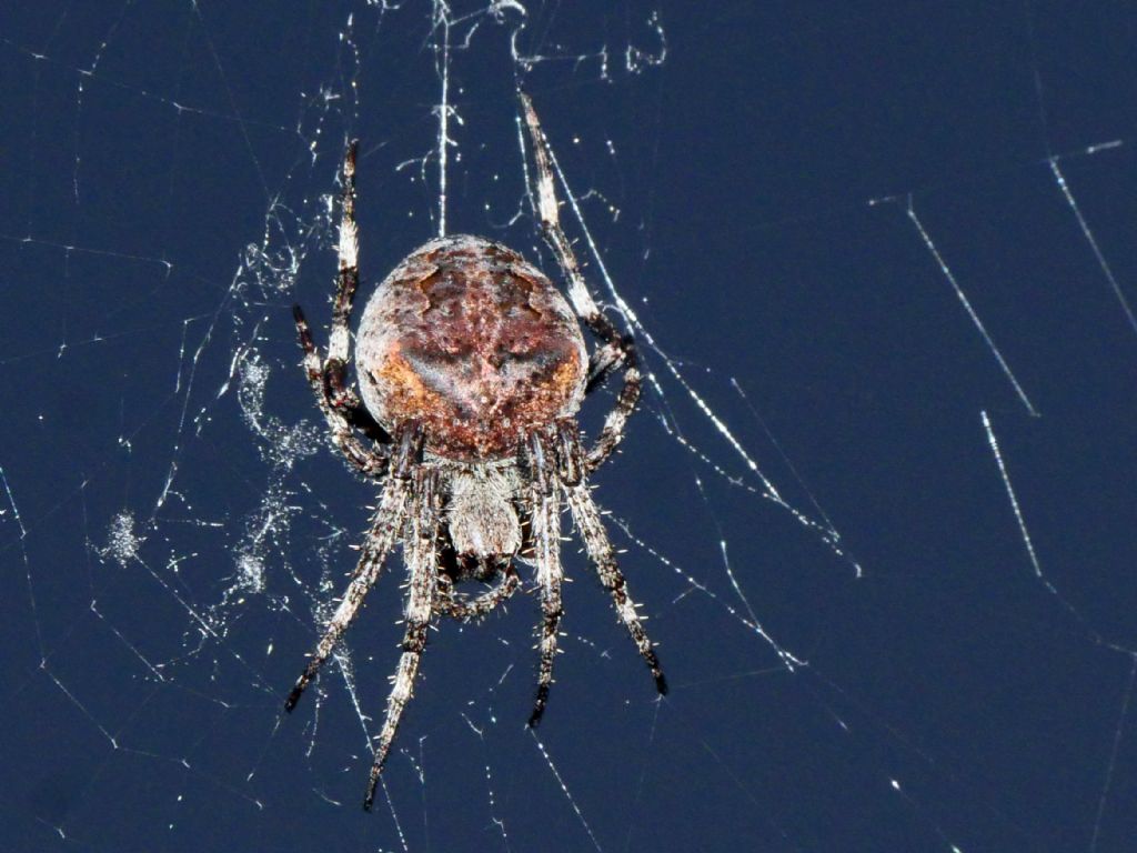 Araneus cfr. angulatus - Villarbasse (TO)