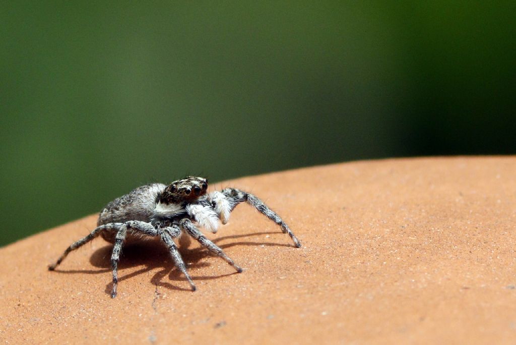 Menemerus semilimbatus - Villarbasse (TO)