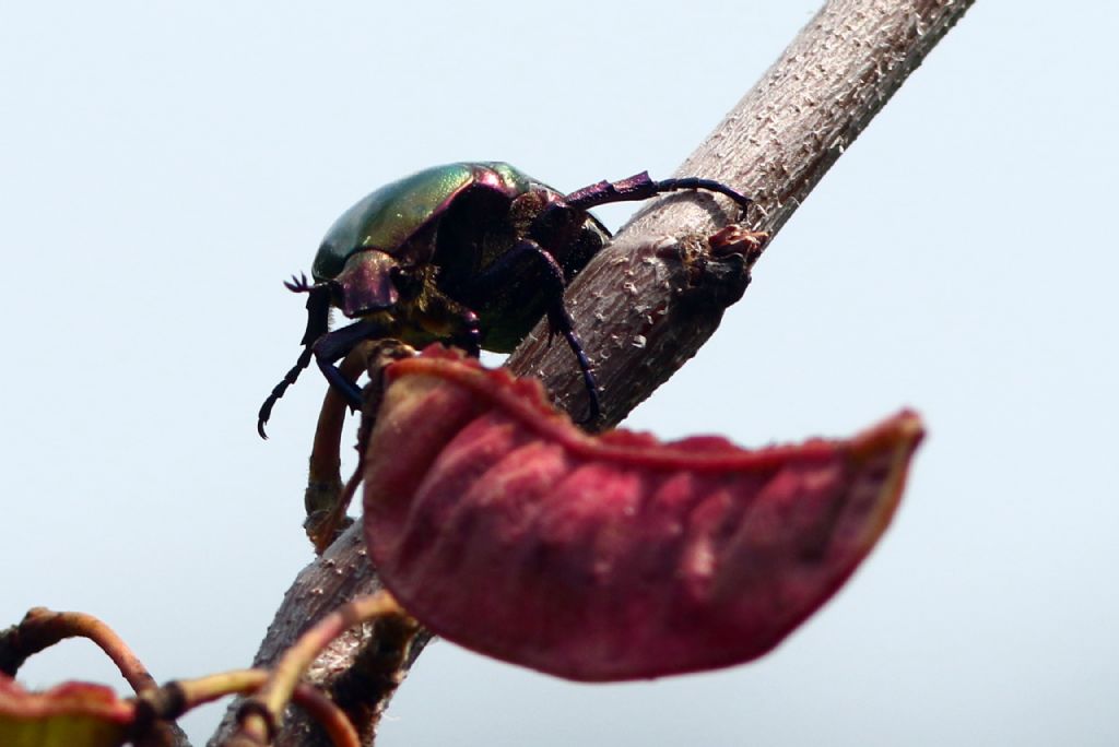Cetonia aurata? No, Protaetia cuprea cuprea