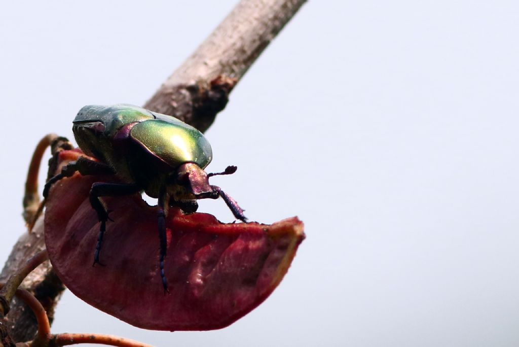 Cetonia aurata? No, Protaetia cuprea cuprea