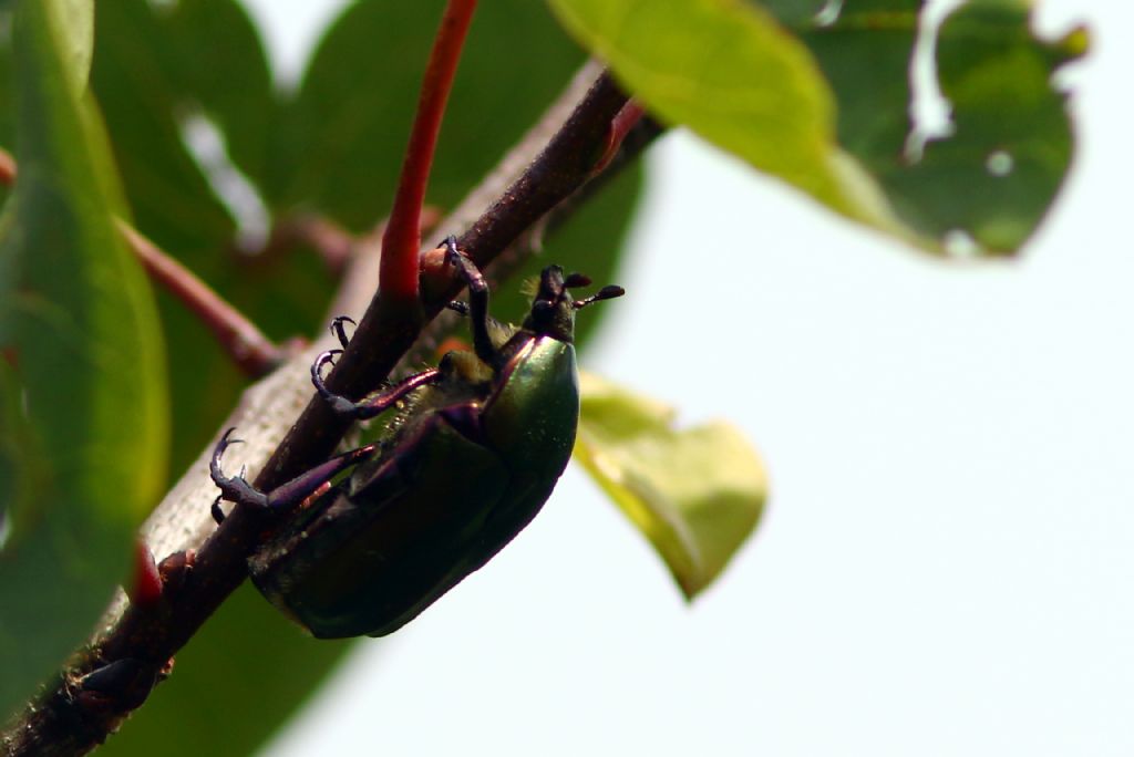 Cetonia aurata? No, Protaetia cuprea cuprea
