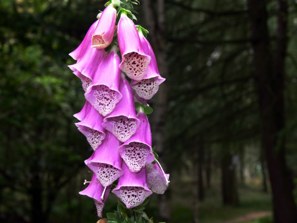 Digitalis purpurea / Digitale rossa