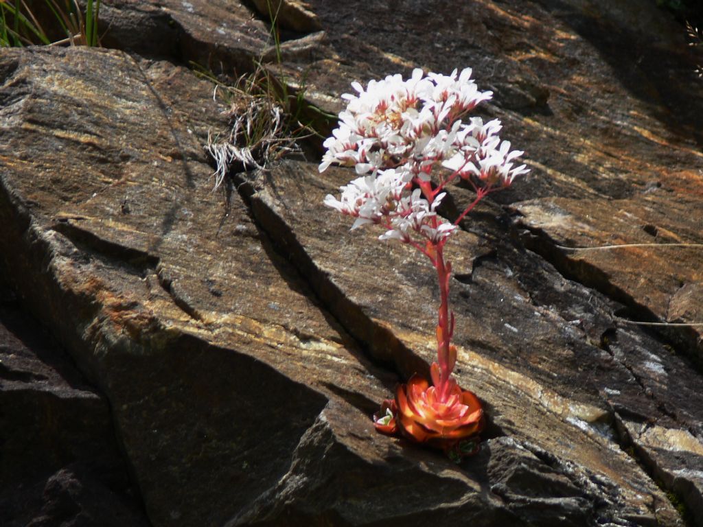 Saxifraga cotyledon