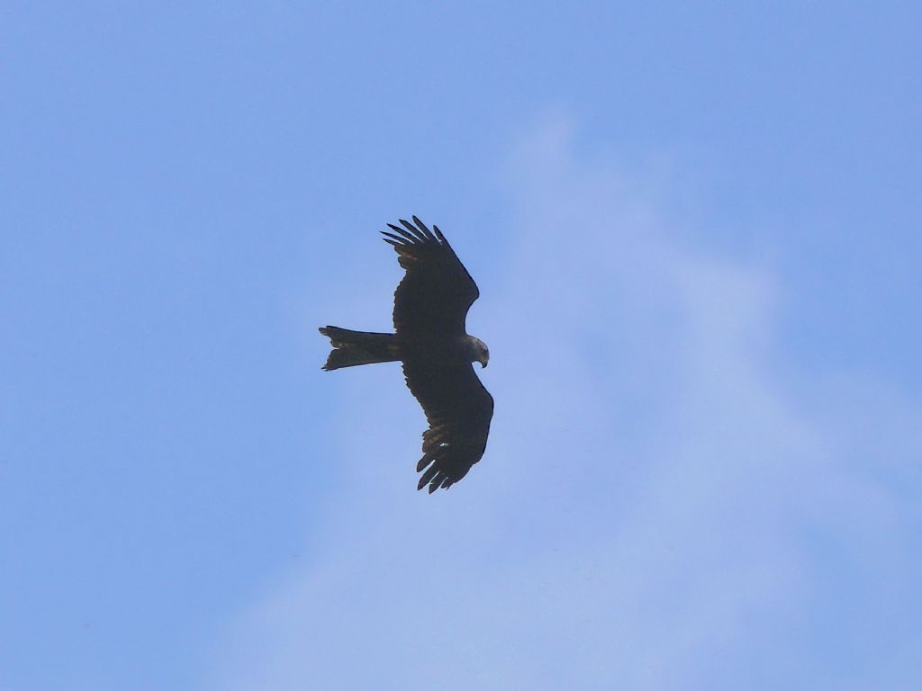 Nibbio bruno  (Milvus migrans)