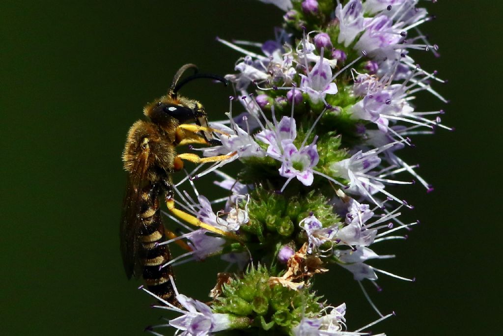 Vespa?   No, Halictus scabiosae. maschio (Apidae Halictinae)