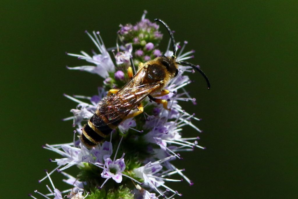 Vespa?   No, Halictus scabiosae. maschio (Apidae Halictinae)