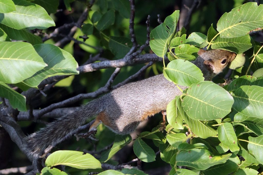 Scoiattolo da determinare: Scoiattolo grigio (Sciurus carolinensis)