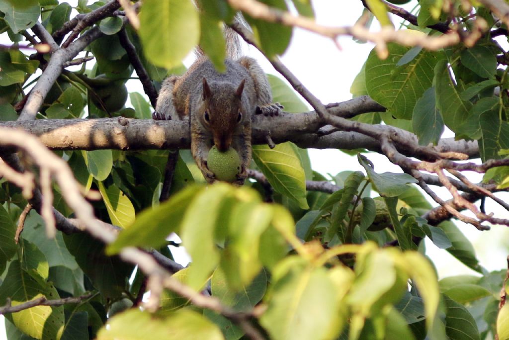 Scoiattolo da determinare: Scoiattolo grigio (Sciurus carolinensis)