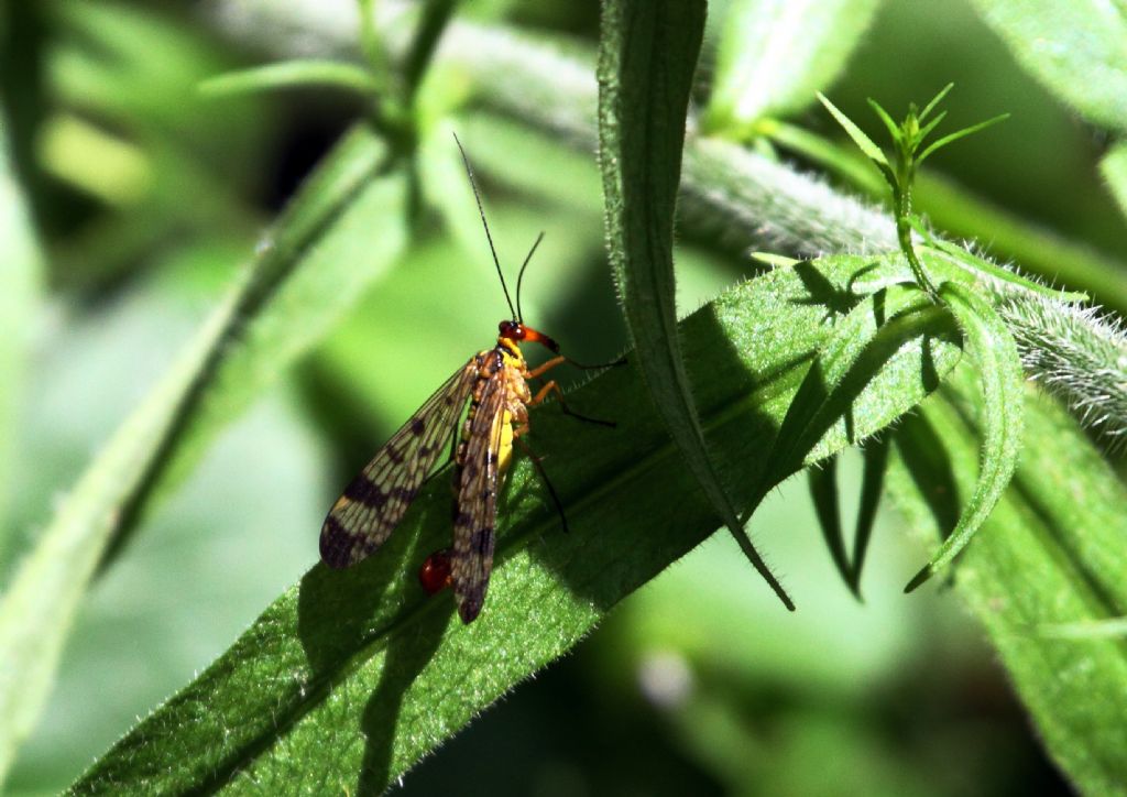 Panorpa sp.,  maschio?  S !