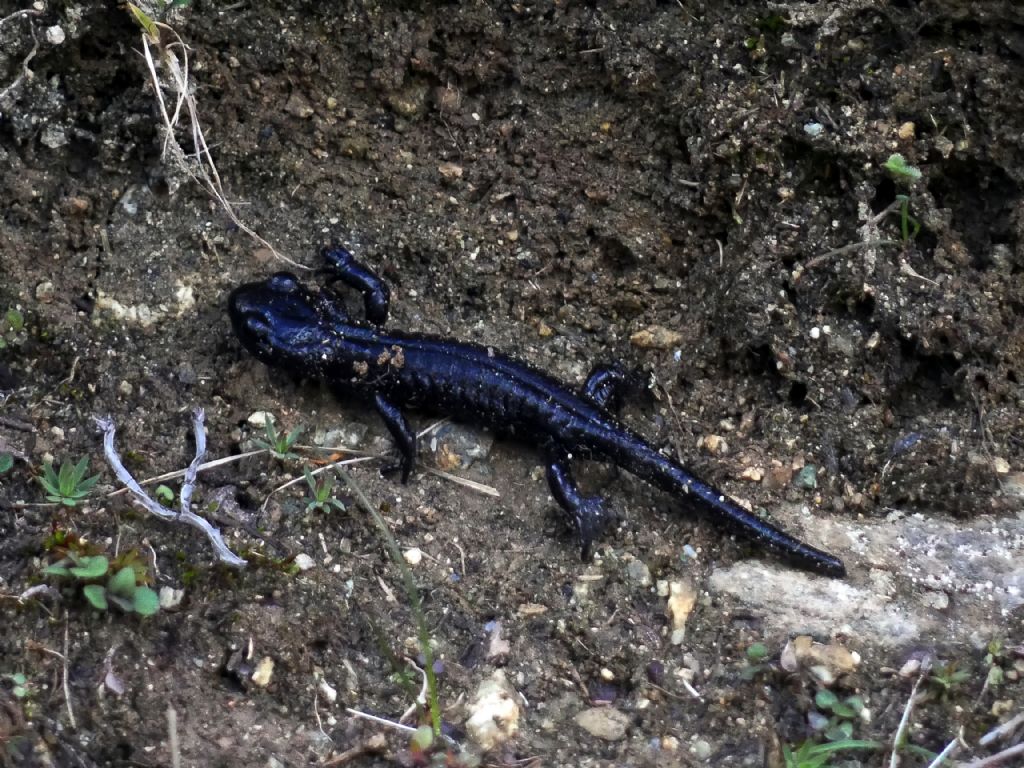 Salamandra lanzai - Monviso Summer School