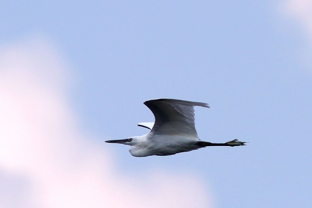 Il punto rosso nella foto di uccelli al volo