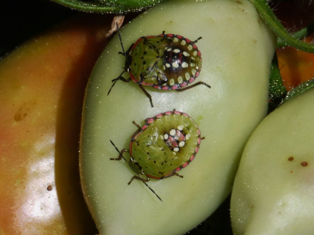 Identificazione cimice super-colorata