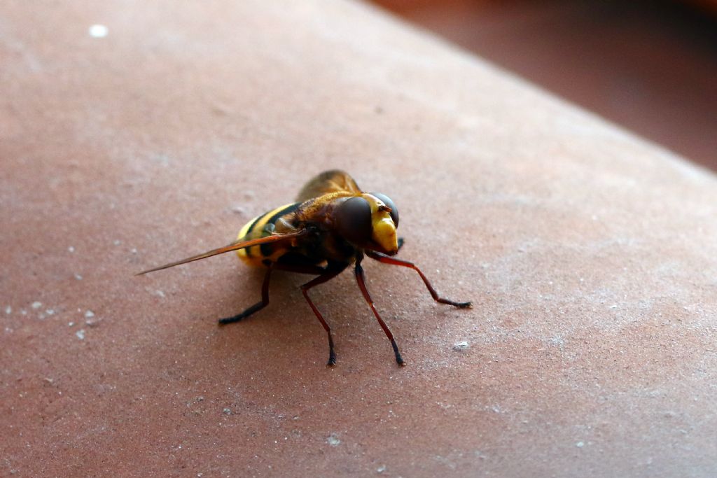 Volucella sp. (Syrphidae)