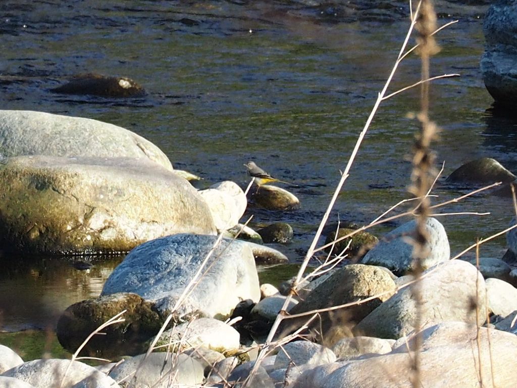 Ballerina gialla (Motacilla cinerea) ?  S !