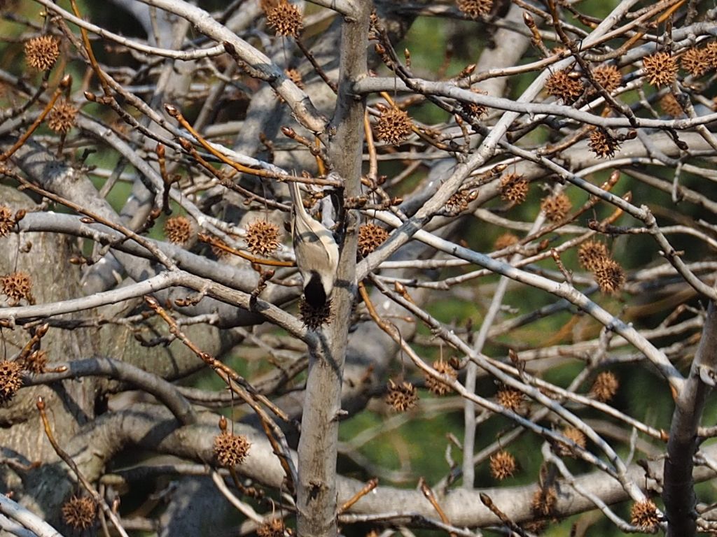 Cincia alpestre?  pi probabile Cincia bigia (Poecile palustris)