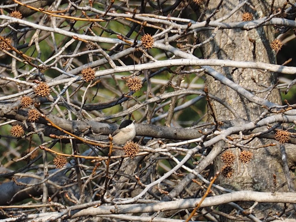 Cincia alpestre?  pi probabile Cincia bigia (Poecile palustris)