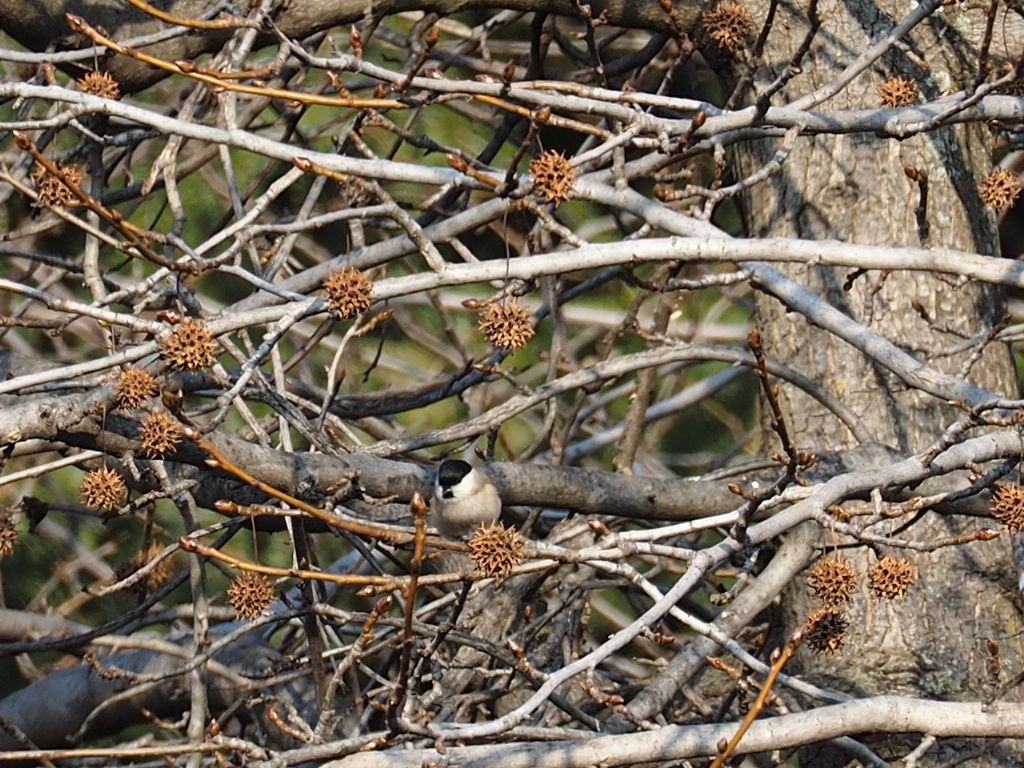Cincia alpestre?  pi probabile Cincia bigia (Poecile palustris)