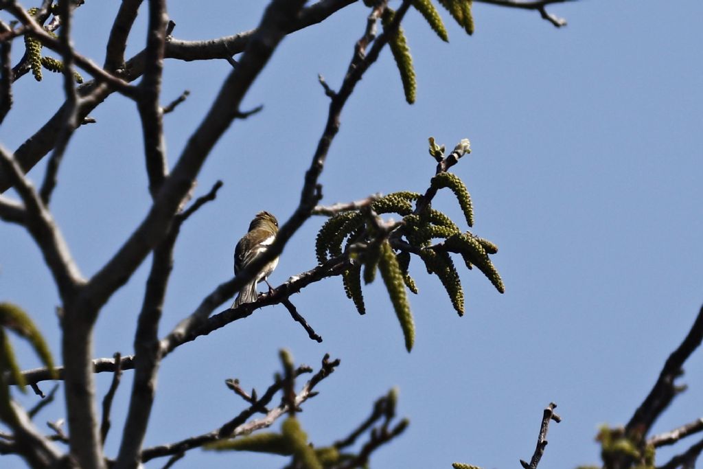 Fringuello (Fringilla coelebs), femmina