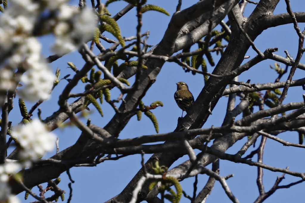 Fringuello (Fringilla coelebs), femmina