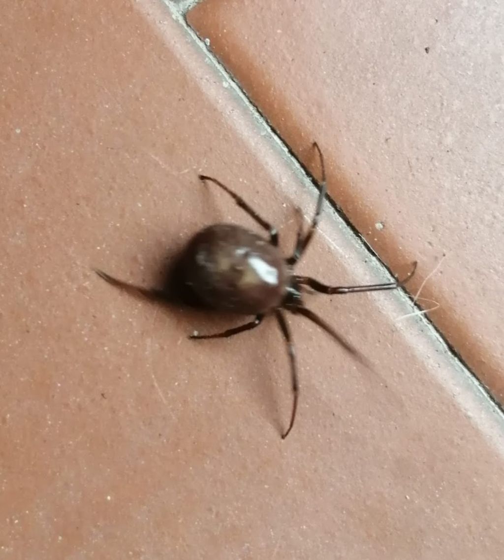 Steatoda cfr.  grossa  - Mappano (TO)