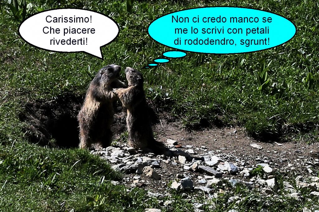 Marmotte...