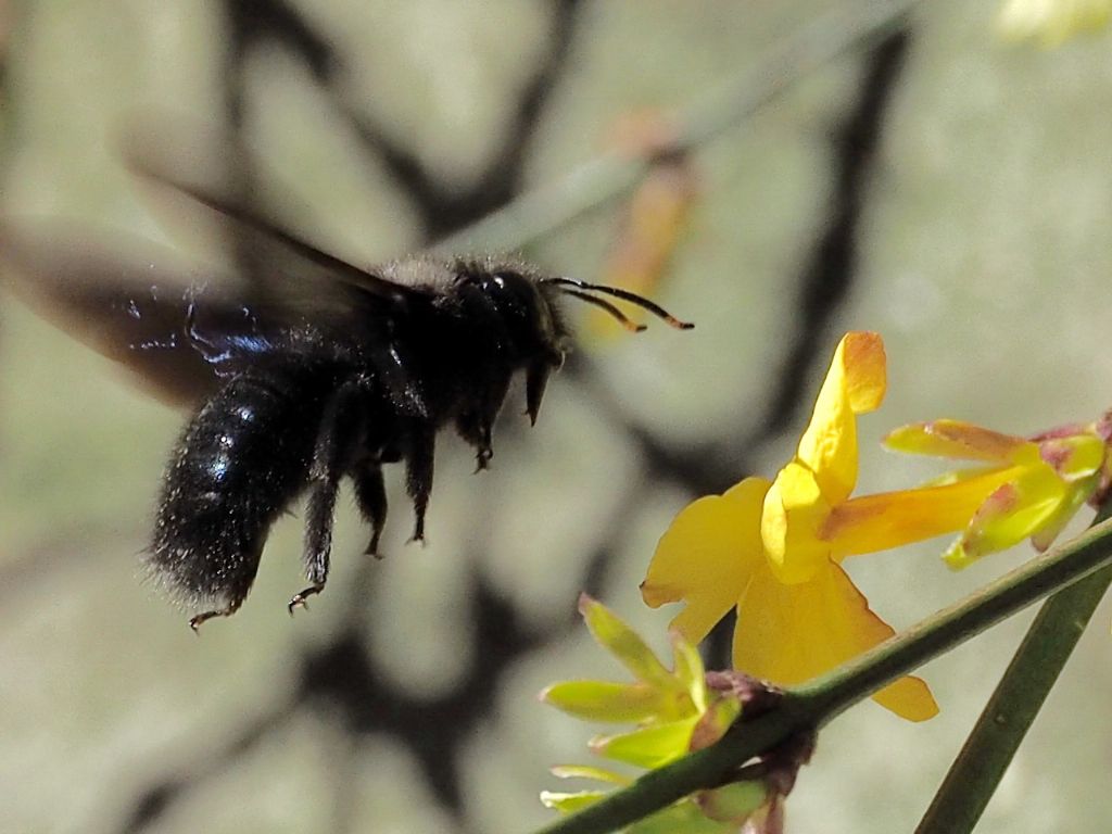 Ape legnaiola maschio?  S, Xylocopa violacea