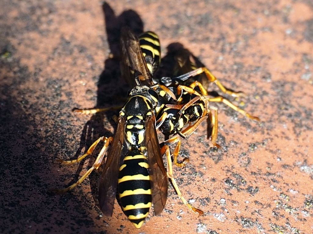 Allogrooming tra Polistes?  No, fondatrici Polistes nimpha in atti di dominanza