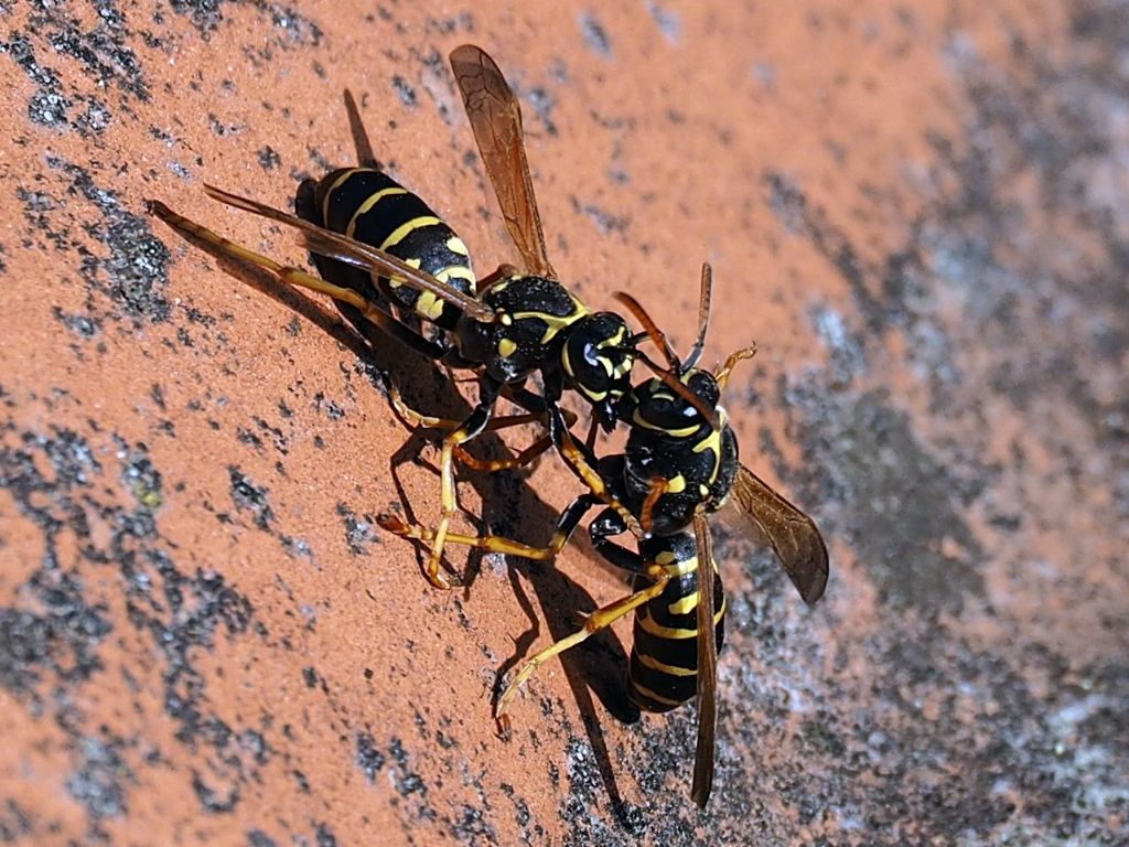 Allogrooming tra Polistes?  No, fondatrici Polistes nimpha in atti di dominanza