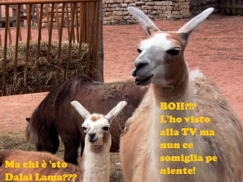 Lama...