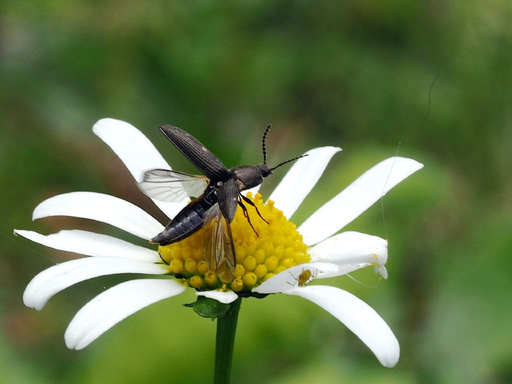 Elateridae: Cidnopus aff. pseudopilosus