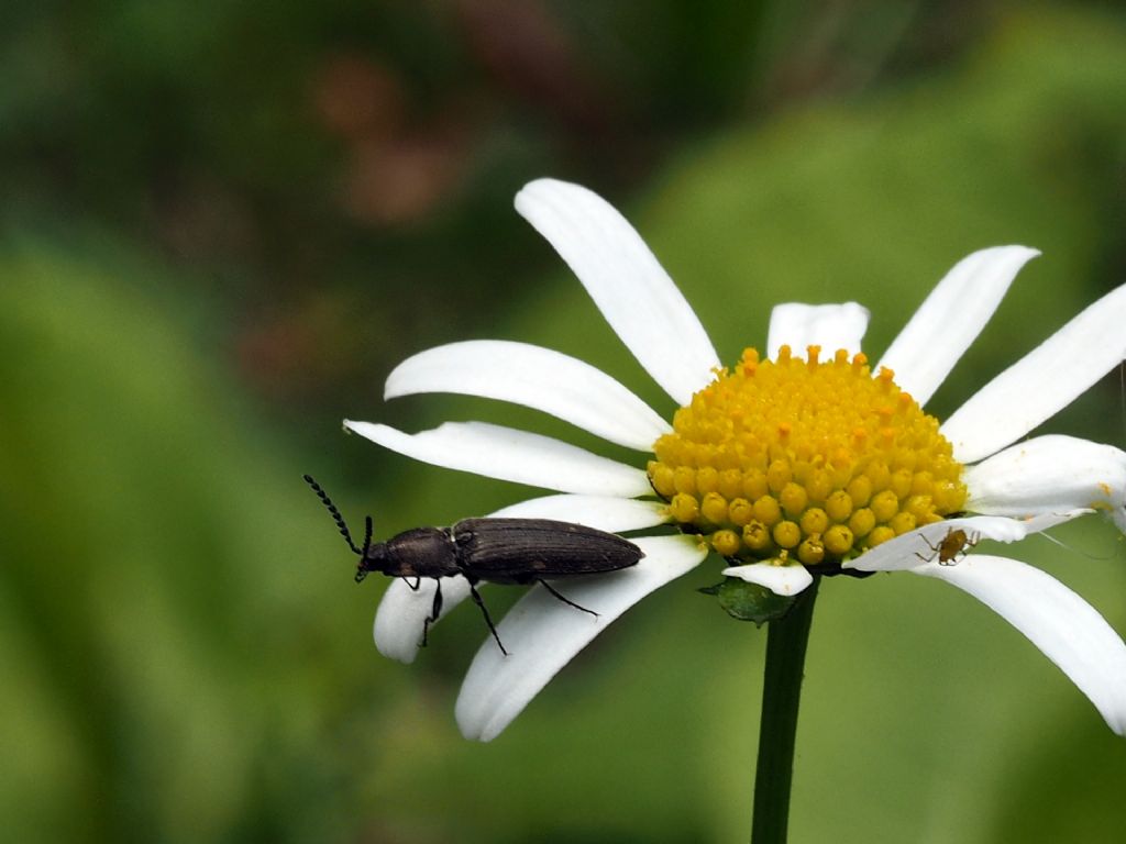 Elateridae: Cidnopus aff. pseudopilosus