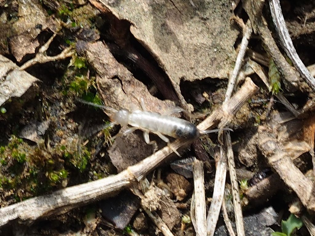 Campodeo (Dipluri)? No, giovane Forficulidae.