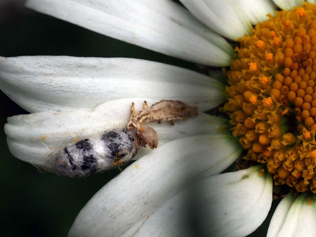 Ichneumonidae: bozzolo di subfam. Campopleginae