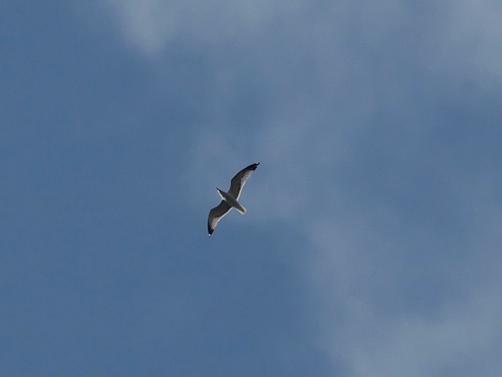 Albatro?  No, Gabbiano reale