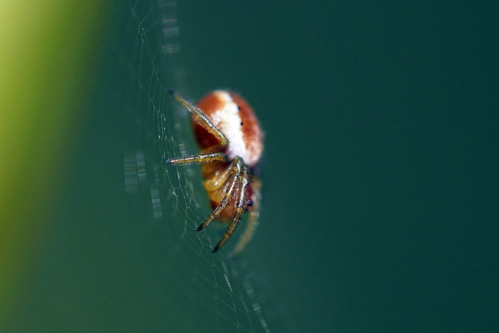 Ragnetto microscopico: sling di Araneidae - Villarbasse (TO)