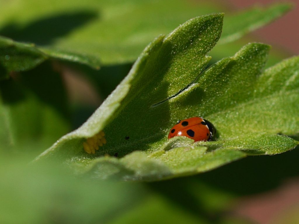 Uova di coccinella Hippodamia variegata